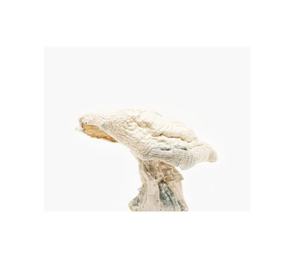Averys Albino Magic Mushrooms
